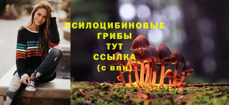 Псилоцибиновые грибы Psilocybine cubensis  Шахты 